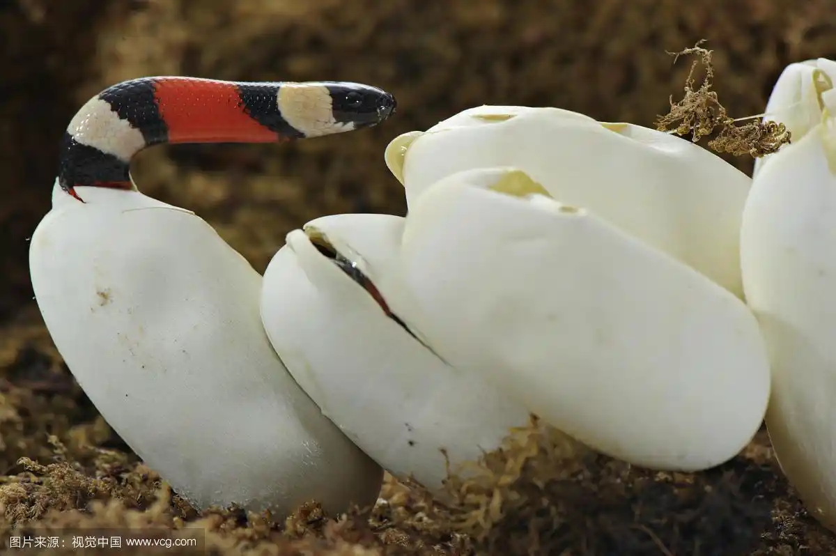 普韦布兰乳蛇,幼,卵孵化,墨西哥,北美洲