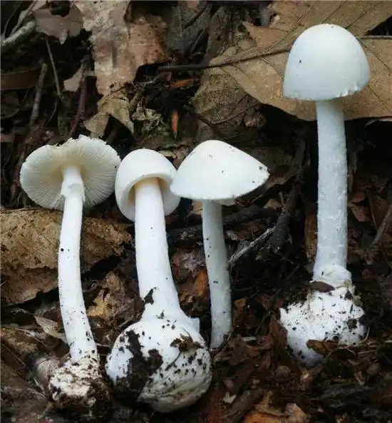 长沙,株洲,湘潭…发生多起中毒事件!湖南蘑菇头号杀手长这样!-天下事-