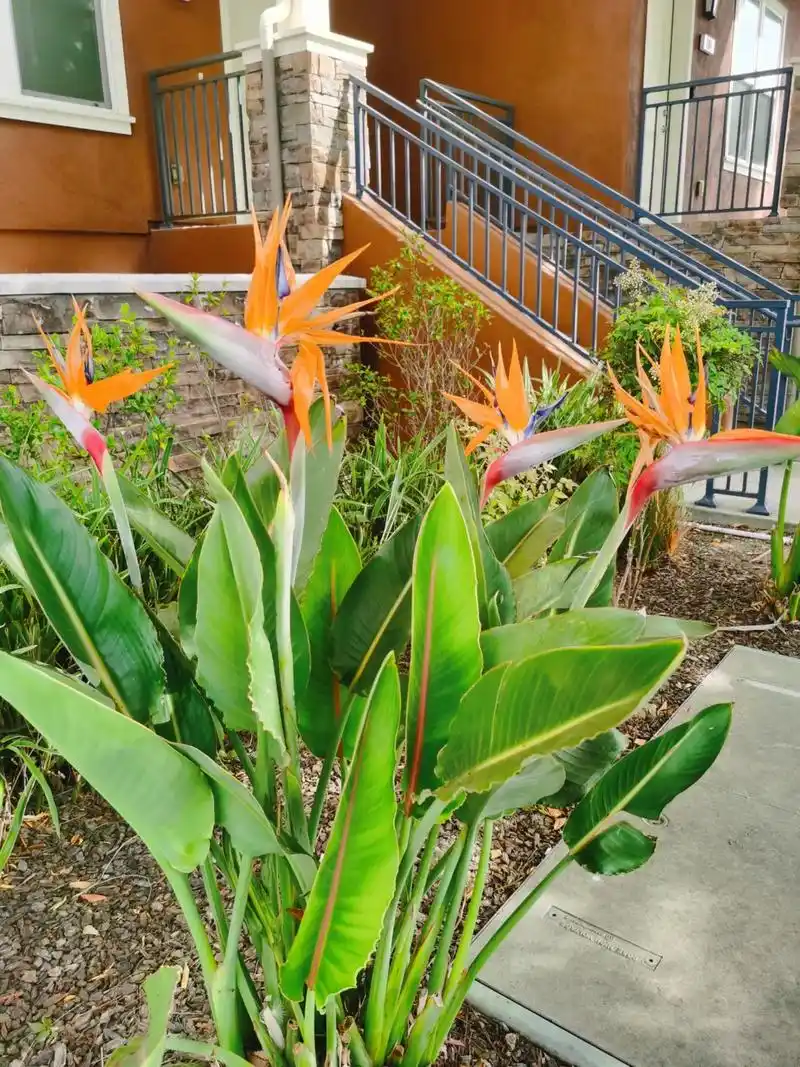 好看的花一定要分享给你 鹤望兰 鹤望兰又称天堂鸟或极乐鸟花 - 兑趑