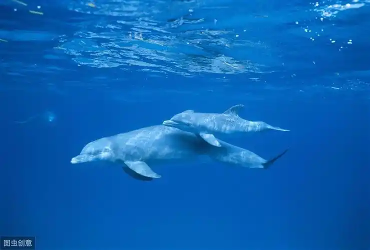 海豚吃什么食物(海豚吃什么食物有哪些)-图11