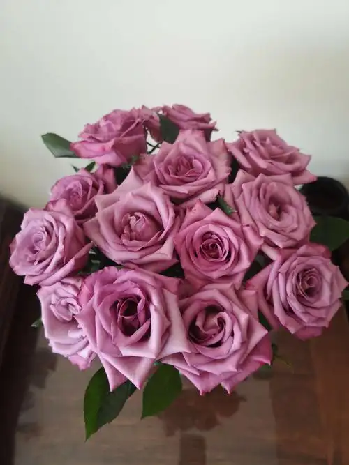 每日玫瑰之冷美人