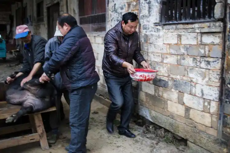 mg_0735 villager carry the fresh blood from the pig.