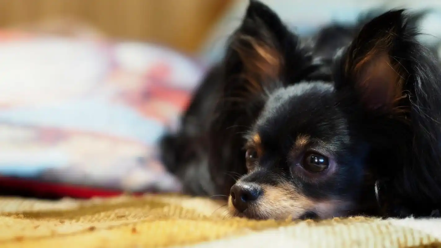 可爱小狗吉娃娃图片电脑桌面壁纸下载第一辑高清大图预览1920x1080