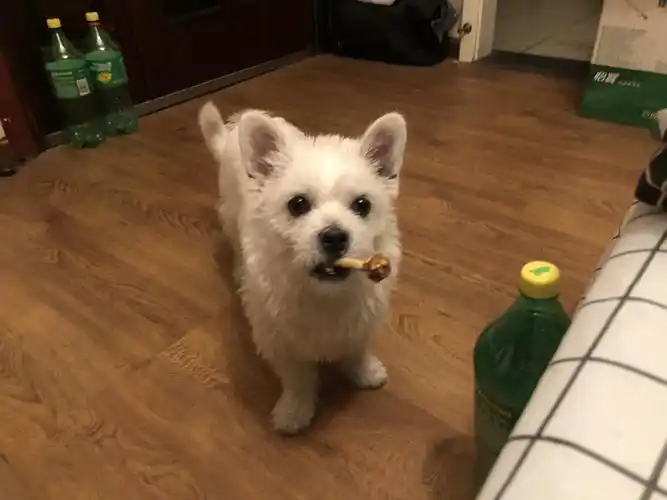 白色小型西高地串串狗在春熙路于0430下午走失