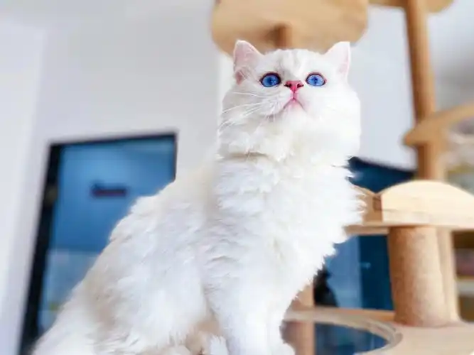 长毛猫  #银点  #长毛银点