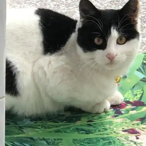 小咪是一只山东狮子猫,是一个美丽漂亮的小仙女,她有着超高的颜值