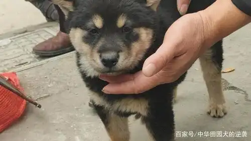 四眼狗头上的两个点,相狗经上意为"天眼",看穿的意思,所以四眼狗看家