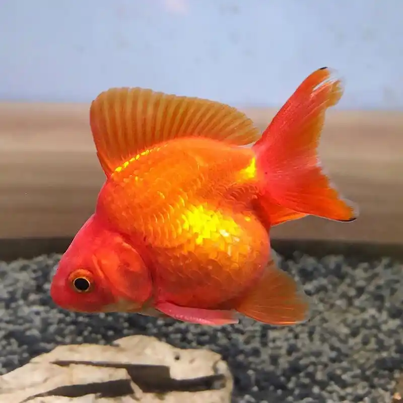 鎏金金鱼,体型短而圆,眼球正常,头尖,各鳍发达,四开大尾#观赏鱼