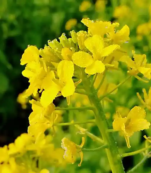 露珠爱上初冬的油菜花美人爱上初冬的颜色成片的油菜花渲染了初冬