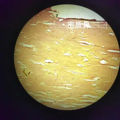 组织切片密质骨