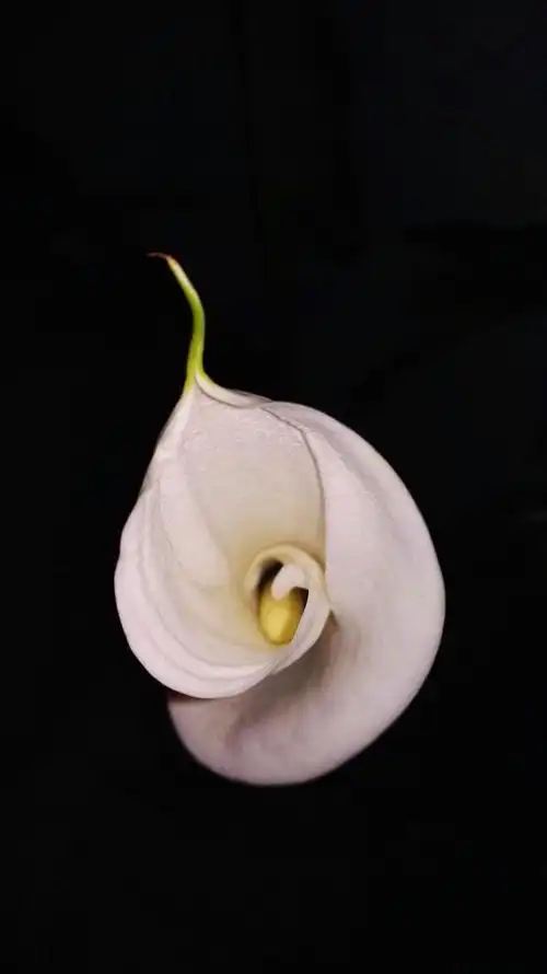 花儿的开放,每个时期,不同的角度不同的美丽,这是我的小香兰精灵,谢谢