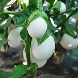 eggplant英文单词蔬菜