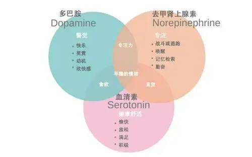 血清素和正肾上腺素,这三种神经传导物质都能够提高孩子的学习状态