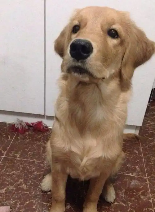 把金毛带去宠物店剃毛,剃到背部居然发现了这东西,主人心疼坏了