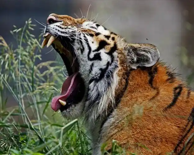 这棵大树三丈高,急得老虎乱吼叫