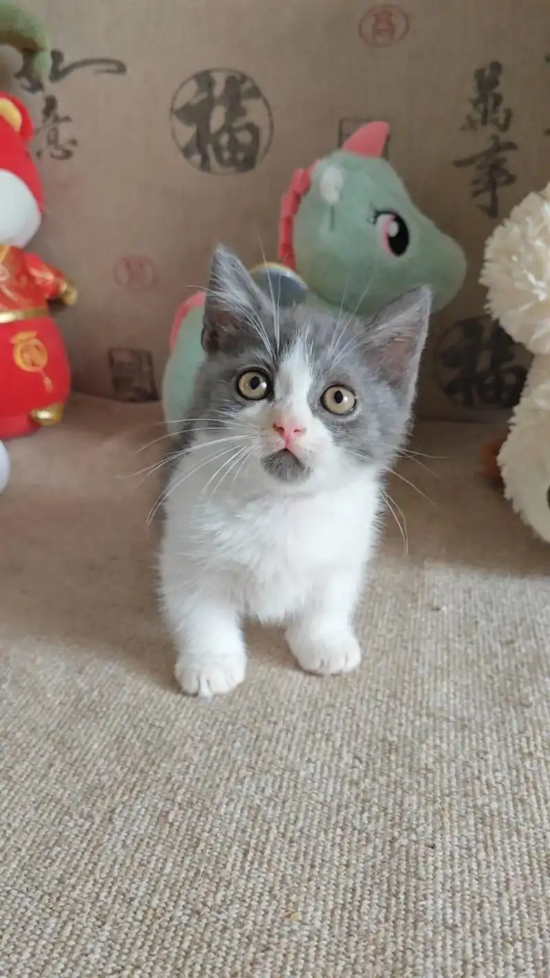 蓝白矮脚弟弟 蓝白弟弟 贴地矮 包子脸 - 抖音