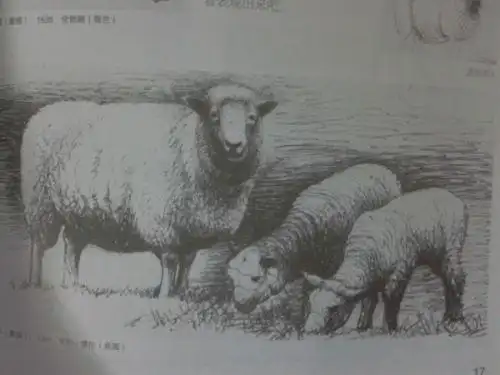 亨利摩尔的素描羊