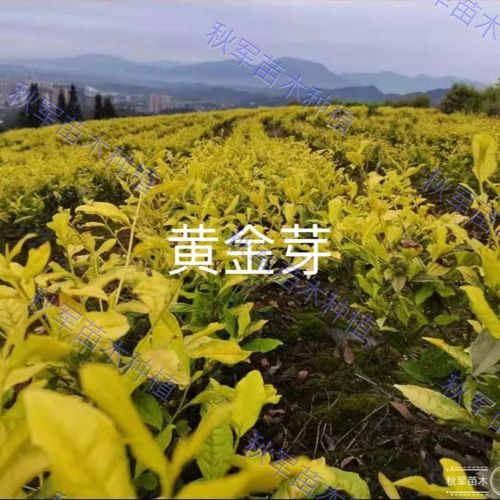 基地茶苗黄金芽茶苗白茶苗特早奶白茶苗蒙山九号大白四号