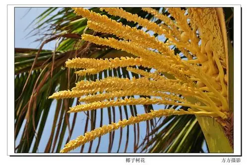 椰子树花