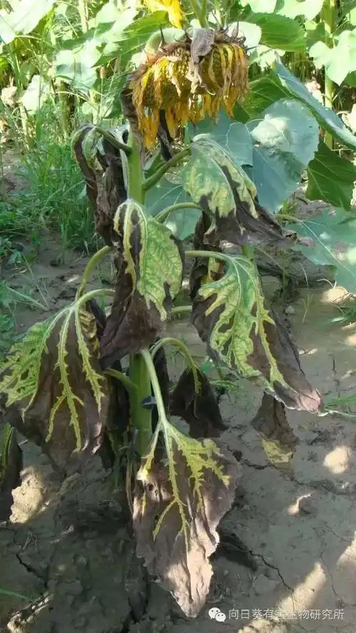 其它 的美篇 写美篇向日葵黄萎病——症状分析 向日葵黄萎病是一种
