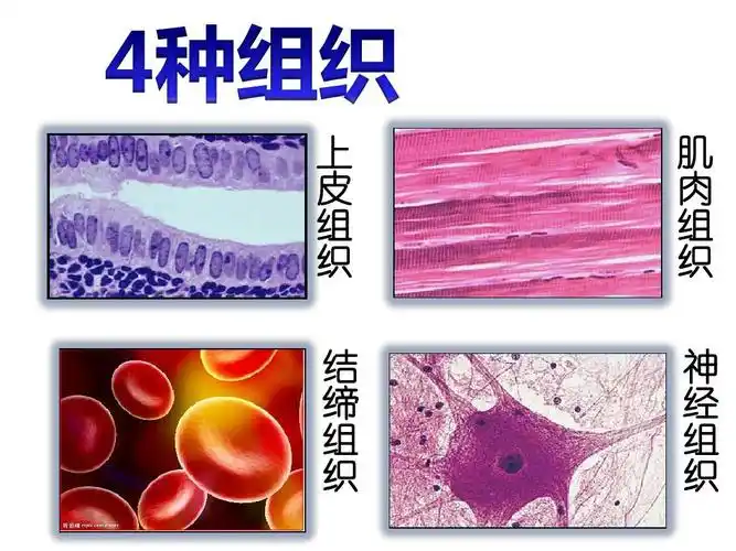 动物结构层次ppt