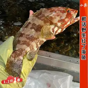 鲜活红丁鱼红玫瑰海鱼海鲜水产非东星斑石斑老鼠斑1.2条1条