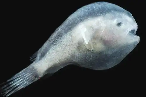 雄性安康鱼竟只能依附在雌性身上生活而且此后一直无法离开