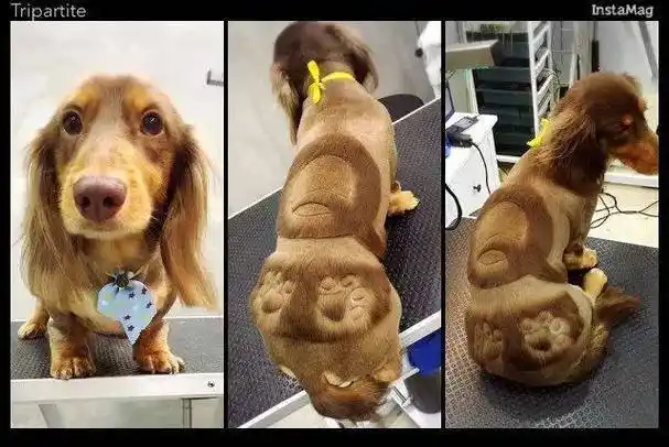 给狗子剃毛可以,不过这造型是不是过分了?回头率应该很高