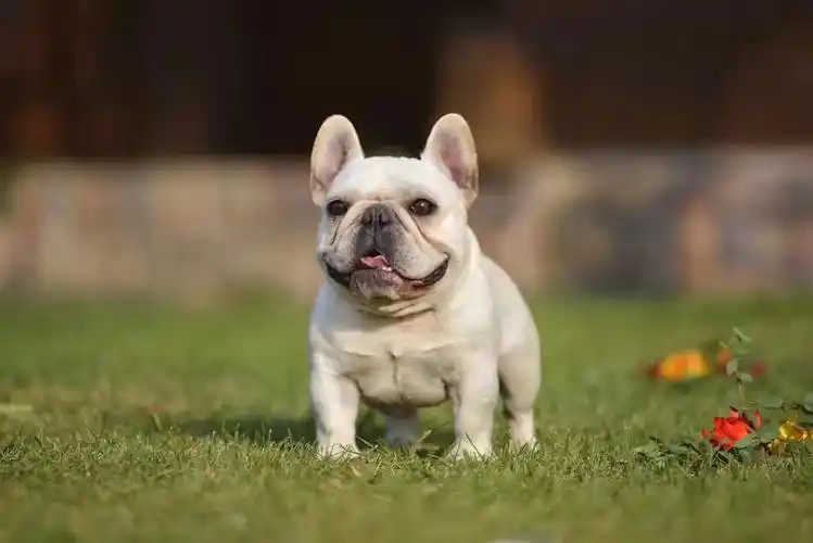 出售高品质 宠物狗 法斗