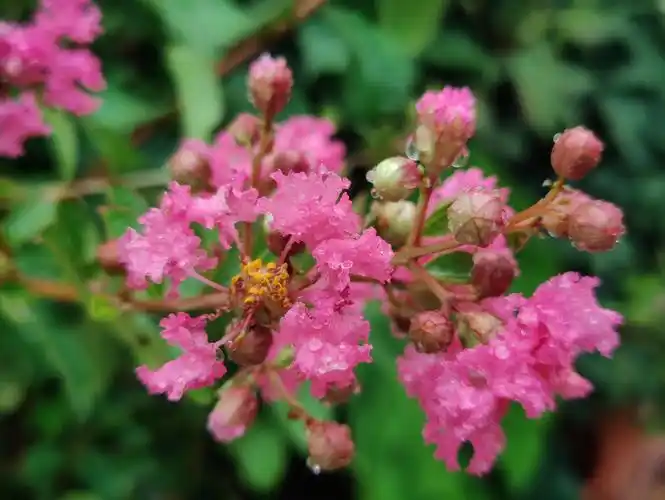 [随心拍] 《夏花·大叶紫薇》