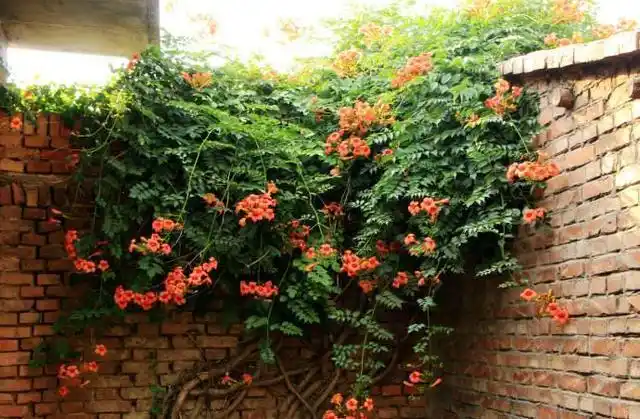 俄罗斯凌霄花-30度冻不死,北方室外也可以种植,喜欢种花的朋友,这种