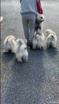 这是青蛙劈了腿还是小蛇出了轨该叫它什么物种呢