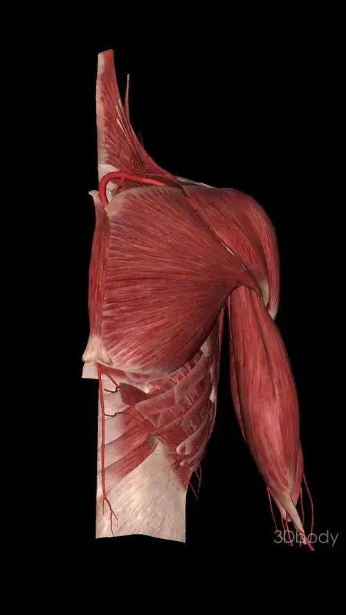 肩皮下表面肌肉