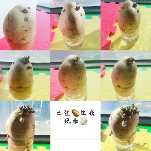 土豆一天天生长,发芽,长出小花,春天来了