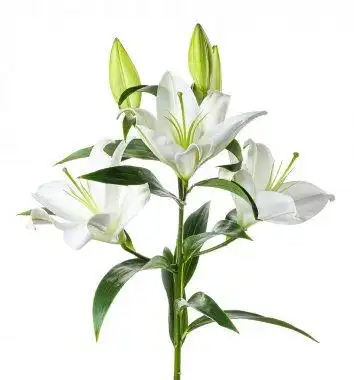 白百合白色百合花白色背景