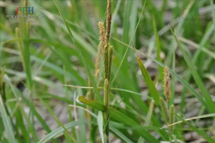 p>尖叶薹草(学名:carex oxyphylla),为 a target="_blank" href="