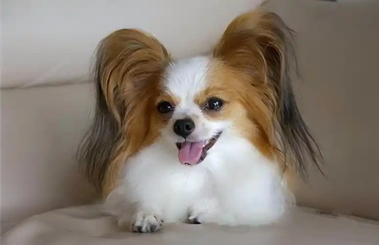 寿命不长的"蝴蝶犬",多半有这5个特征-大恒文化