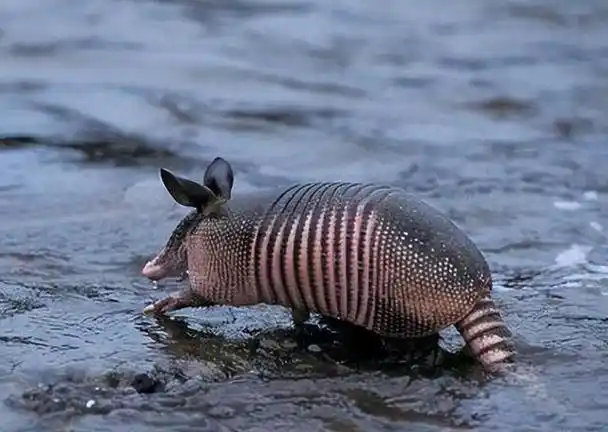 山东菏泽农田里疑似发现犰狳,这是美洲特有的珍稀动物|美洲_新浪新闻