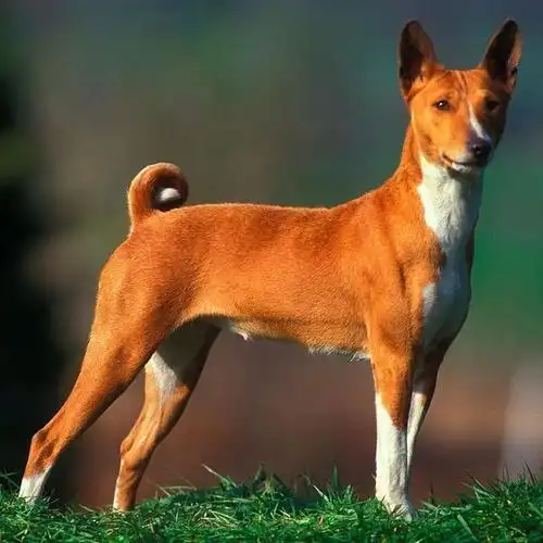 对许多人来说,养狗和全职工作似乎是两个不相容的概念,因为时间.