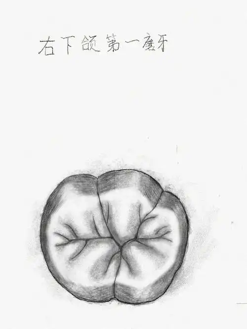 牙体的各种形态,这种通过绘图的方式来加深记忆真的很管用#口腔医学生