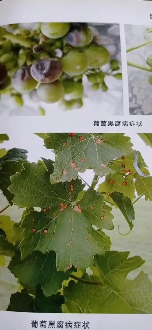 葡萄十大病害特效防治