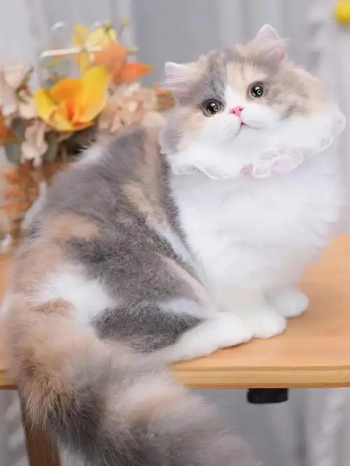 极品三花拿破仑矮脚猫曼基康长毛短腿猫