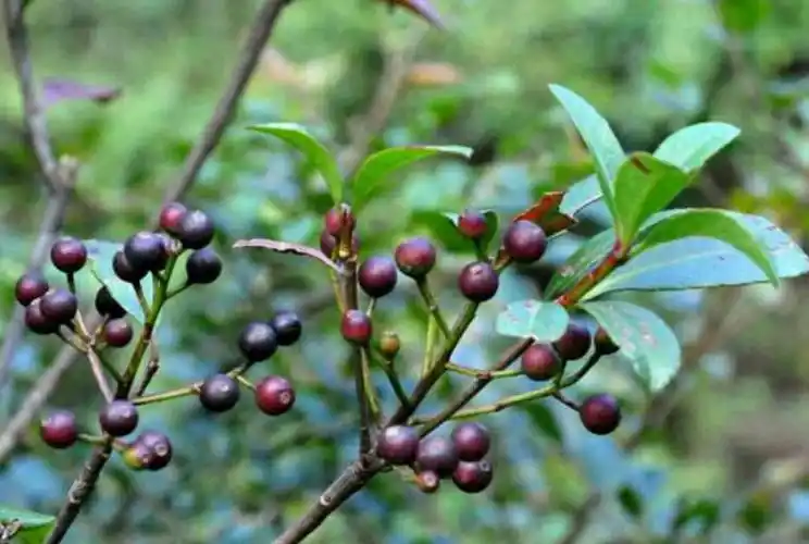 石斑木的果实,因为核较大而光滑,像眼珠,我们泰顺人称之为"