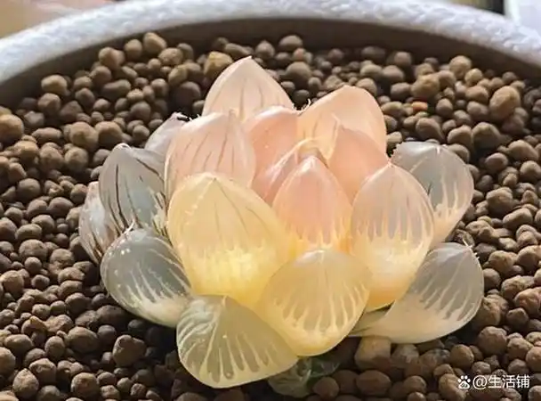 而在多肉植物这个大家庭中,有一些稀有品种更是贵得让人咋舌,成为了