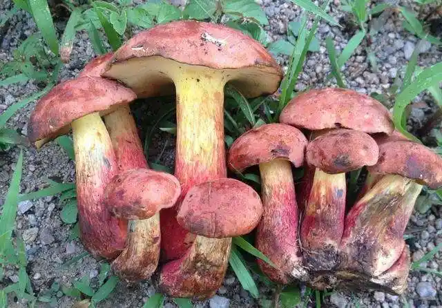 云南野生菌种类有哪些