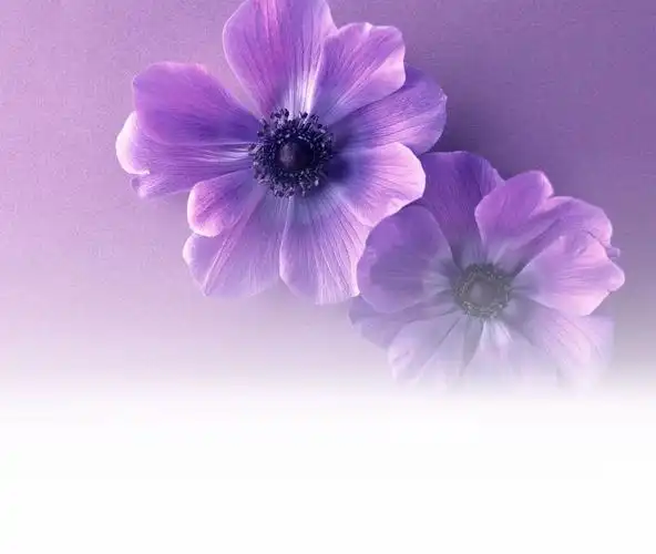 【天狼收藏】紫色调背景素材