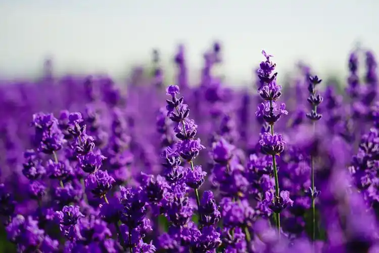 开启紫色浪漫季 新疆伊犁万亩薰衣草竞相绽放