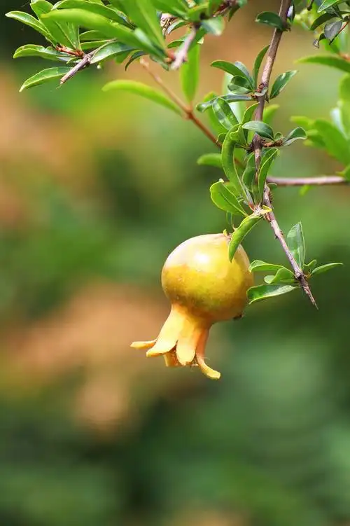 开花结果进行时(石榴)