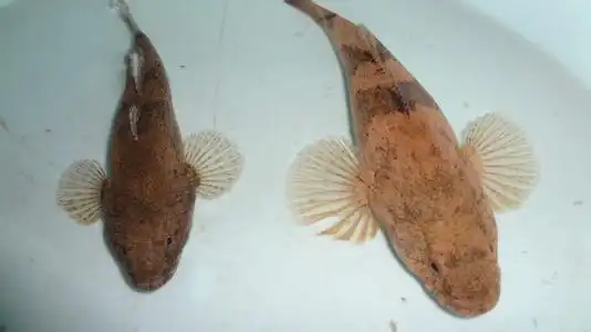 展开全部 应该是沙塘鳢.