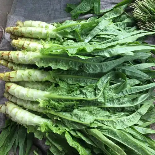 莴笋 农家露天新鲜莴苣莴笋青笋莴菜香莴笋 2500g